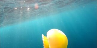 medusas La Guaira