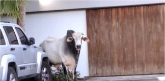 toro el hatillo
