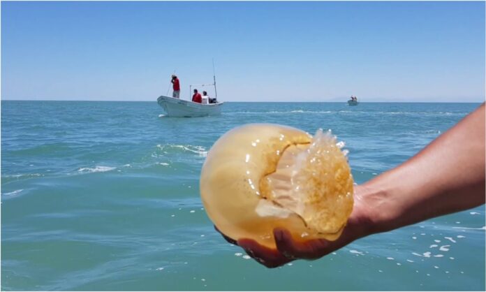 medusas costas venezolanas medusas costas venezolanas