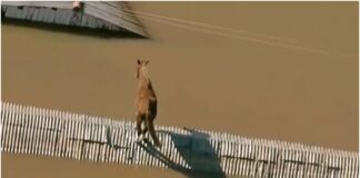 caballo brasil