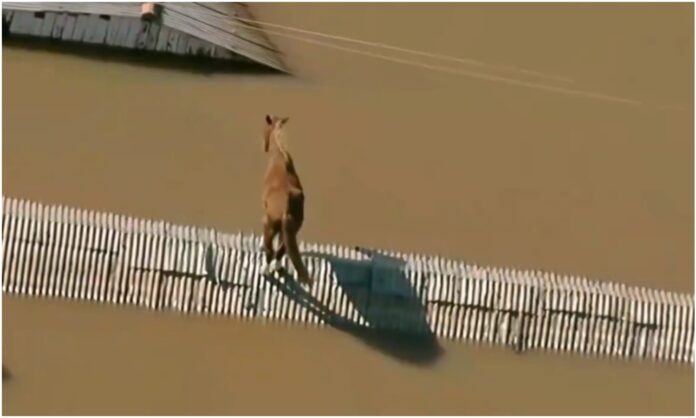 caballo brasil caballo brasil