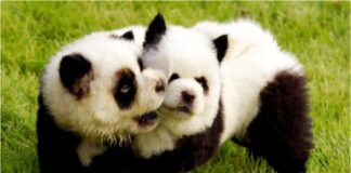 pandas China