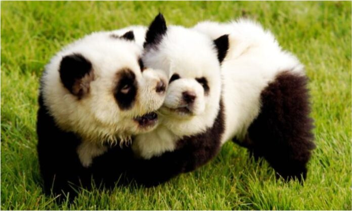 pandas China (1) pandas China