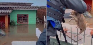 perro inundaciones brasil