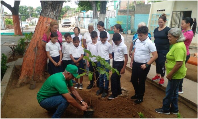 siembra árboles maracaibo siembra árboles maracaibo
