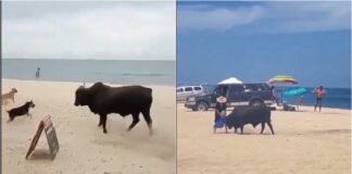 toro playa méxico