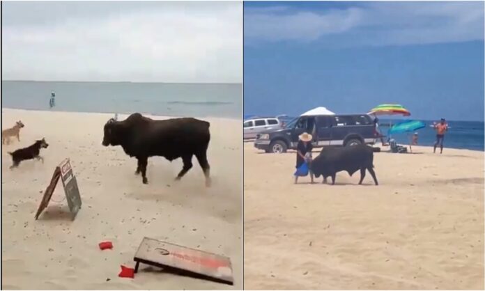 toro playa méxico
