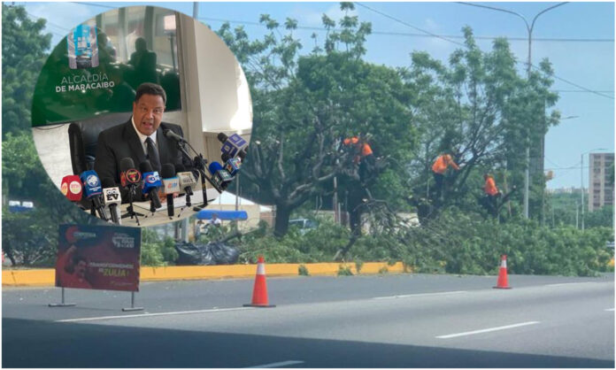 tala de árboles tala de árboles maracaibo
