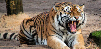 Tigre en Monagas