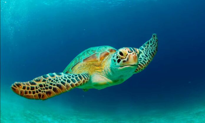 Filipinas tres muertos y 32 hospitalizados por comer carne de tortuga