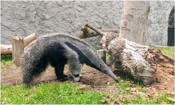 oso hormiguero gigante