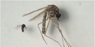 virus de oropouche venezuela