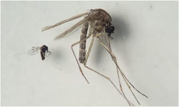 virus de oropouche venezuela