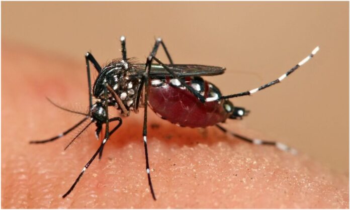 dengue