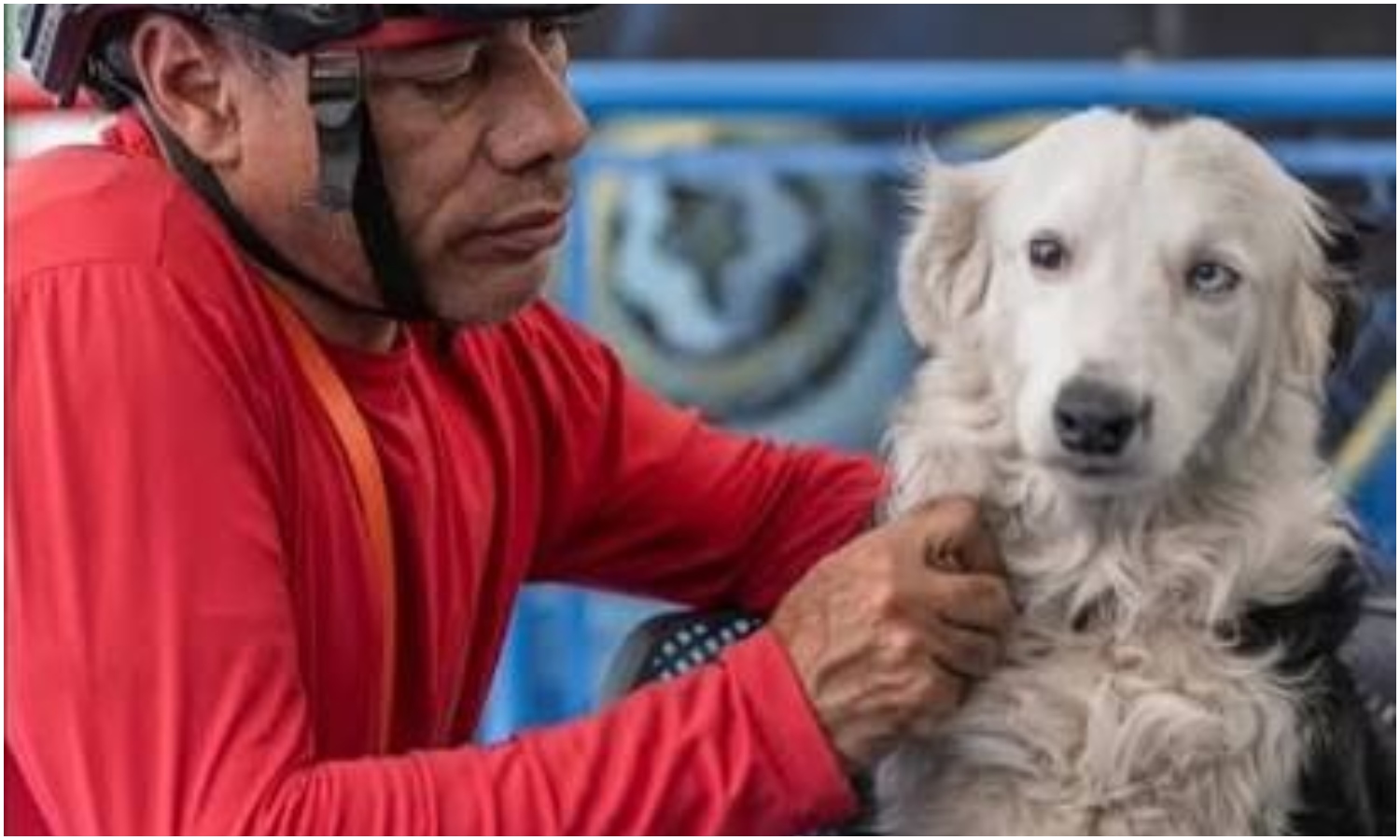 Develarán en la Plaza de la República una estatua en honor al perro rescatista “Tsunami”